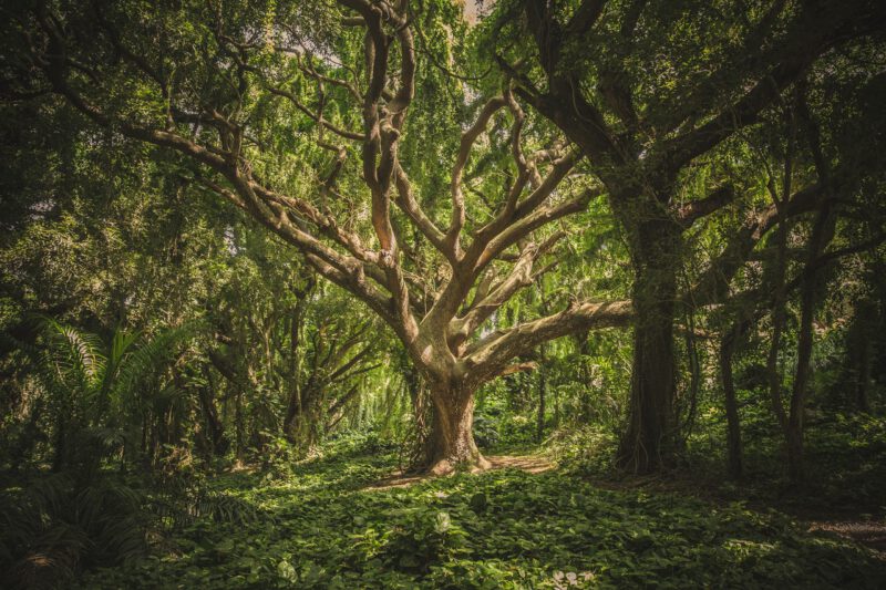 De oerboom: een droom van een mythische boom